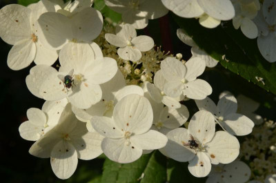 Hydrangea_paniculata-WimsRed.21-4.jpg