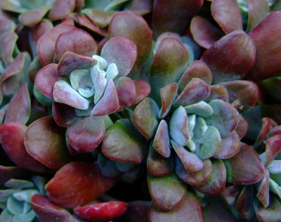 Sedum-xxx.jpg