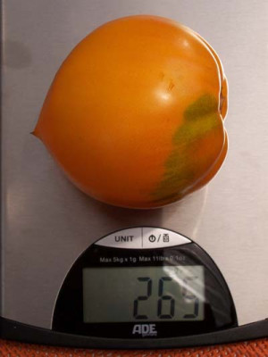 tomate_gelb_3.jpg
