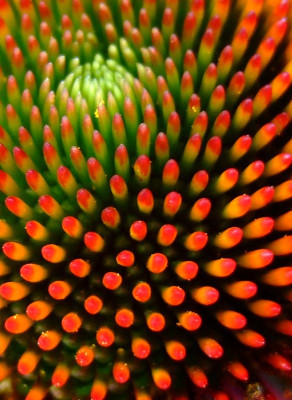 Echinacea-Detail.jpg