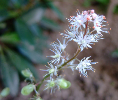 Tiarella-wherryi.jpg