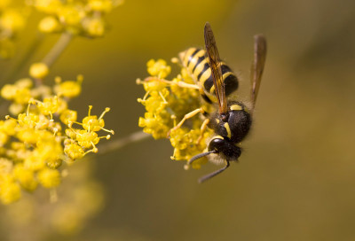 wespefenchel80.jpg