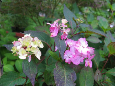 H_serr_PreziosaIMG_1026_640x480.JPG