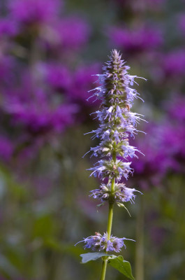 Agastache-Blue-Fortune80.jpg