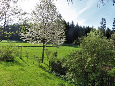 wildkirsche (2).JPG