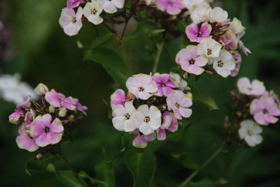 welcher_phlox_ist_das.jpg