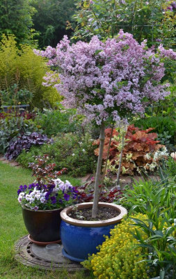 Syringa-Palibin.16-1.jpg