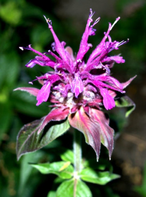 Violetta_Monarda.jpg