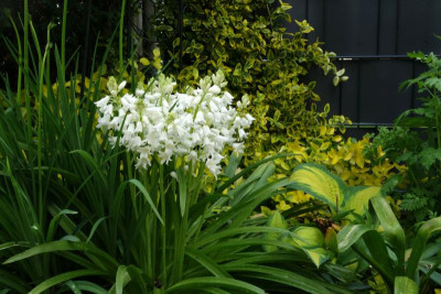 Hyacinthoides_hispanica-weiß.23-2.jpg