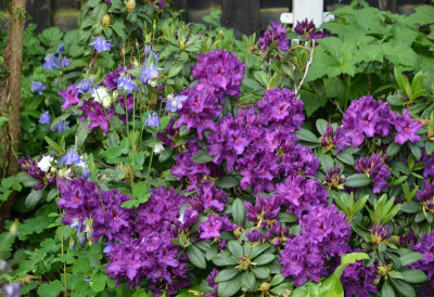 Rhododendron-Azurro.21-2.jpg