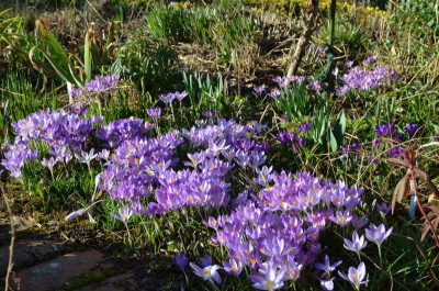 Crocus_tommasinianus.22-6.jpg
