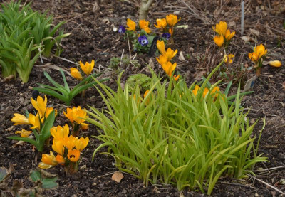 Crocus-GrandJaune.18-1.jpg
