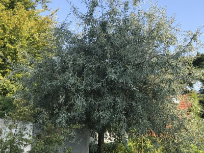 Pyrus salic (8).JPG