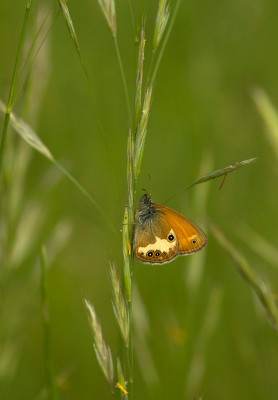 Wiesenvogel801.jpg
