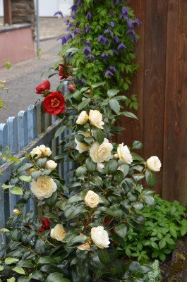 Camellia-Dahnlohnega.21-1.jpg