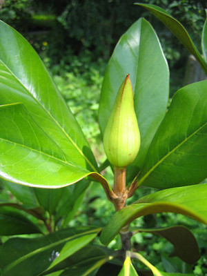 m_grandi_galissoniere_0549.jpg
