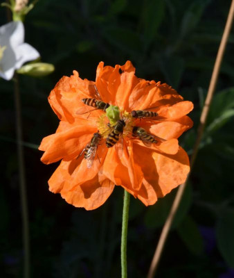 Schwebfliegen.22-1.jpg