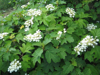 hydrangea_quercifolia_0562.jpg