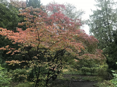 Cornus florida (8).JPG