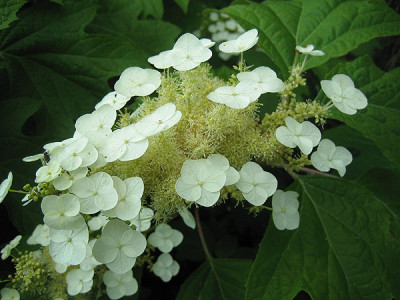 hydrangea_quercifolia_0563.jpg