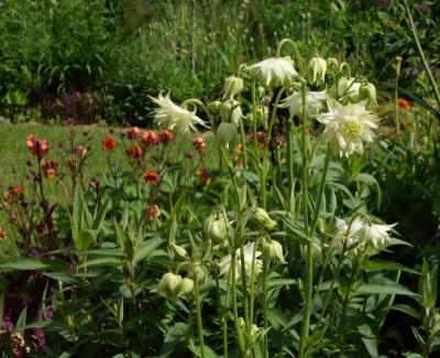 Aquilegia-GreenBarlow.23-1.jpg