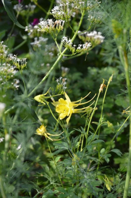 Aquilegia_chrysantha-DenverGold.18-2.jpg