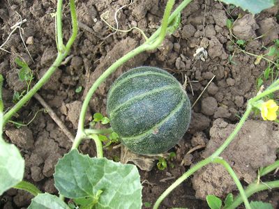 Ananasmelone.jpg