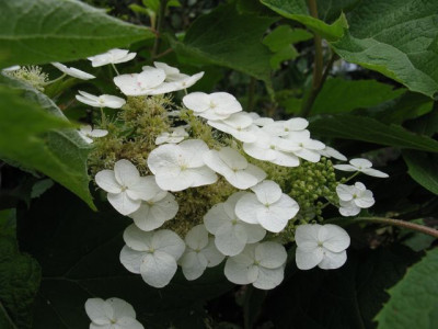 H_querc_SnowQueenIMG_1022_640x480.JPG