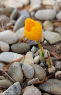 20240125_181811 Crocus ancyrensis Hybr.jpg