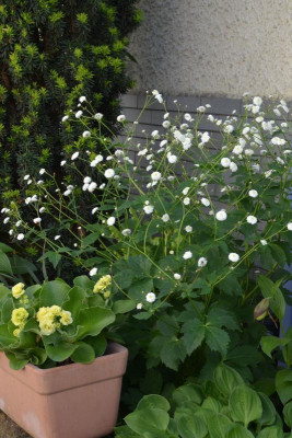 Ranunculus_aconitifolius-Pleniflora.18-3.jpg