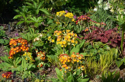 Primula_veris.22-2.jpg