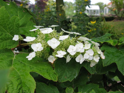 H_quercifoliaIMG_0955_640x480.JPG