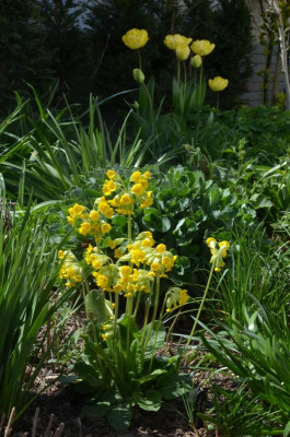 Primula_veris.22-1.jpg