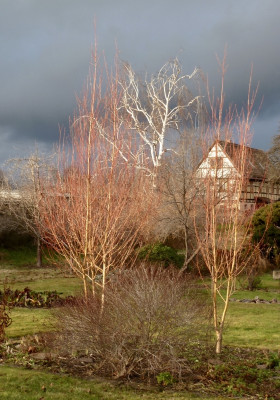 betula.jpg