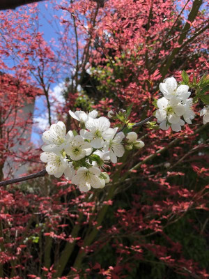 IMG_8707.jpeg