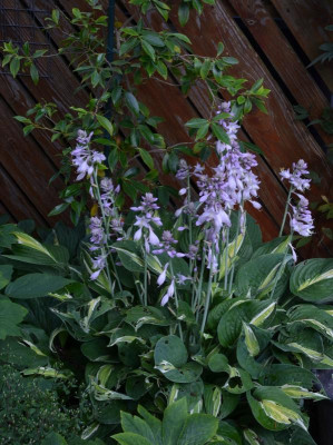 Hosta-SnakeEyes.21-2.jpg