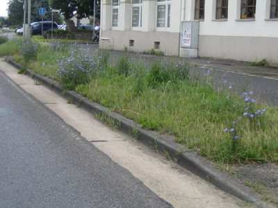 wegwarte_0542.jpg