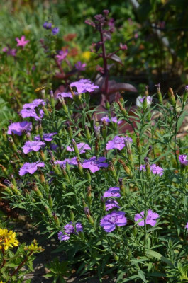 Dianthus_amurensis.18-3.jpg