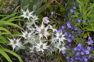 Eryngium_giganteum-SilverGhost.21-3.jpg