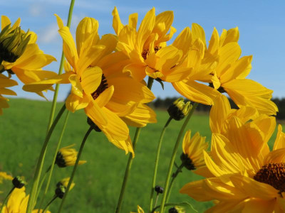 helianthuspauciflorus2.JPG