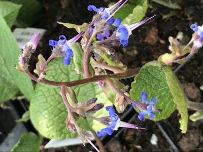 Trachystemon orientale Blüte.JPG