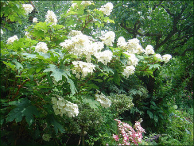 H.quercifolia_Snowqueen.jpg