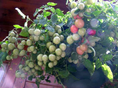 Gartenperle_Ampel.jpg
