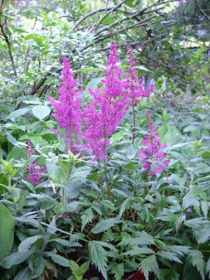 11.07.2008_10kl._Astilbe_lila.JPG