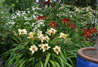 Hemerocallis.20-1.jpg