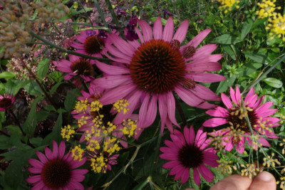 Echinacea-Sämling-PowWow.23-4.jpg
