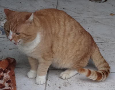 garfield24.1.jpg