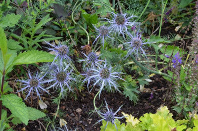 Eryngium_bourgatii-PenBlue.21-1.jpg