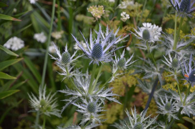 Eryngium-BigBlue.22-1.jpg