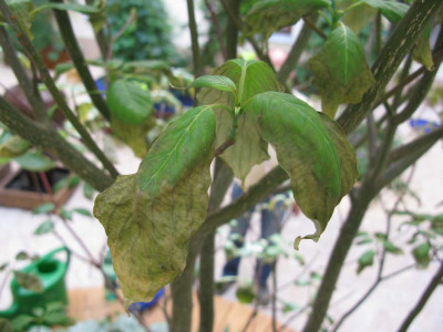 kranker_cornus_altern.jpg